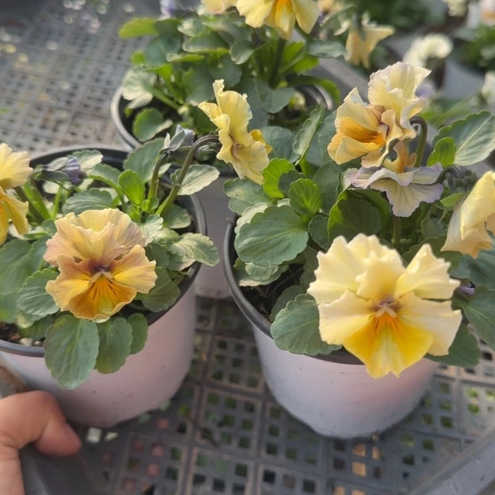 无花朵量拍彩虹西尔B角堇小苗默认苗晃