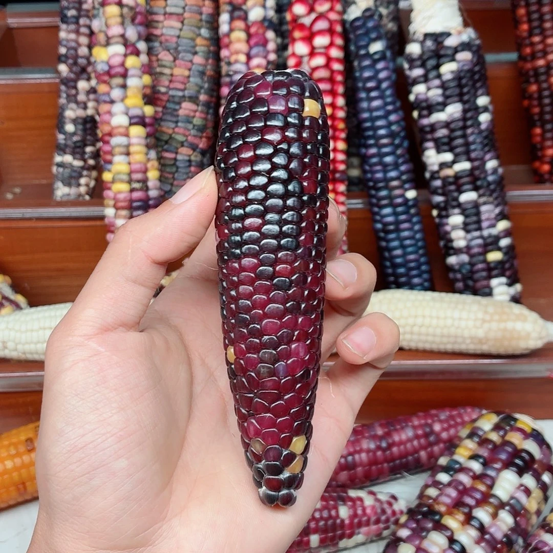 瑾***佳吊坠白玉菩提文玩玉米毛料精品
