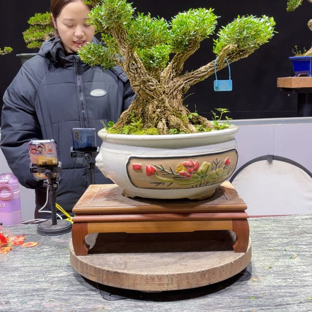 黄杨绿植盆景雀舌软枝