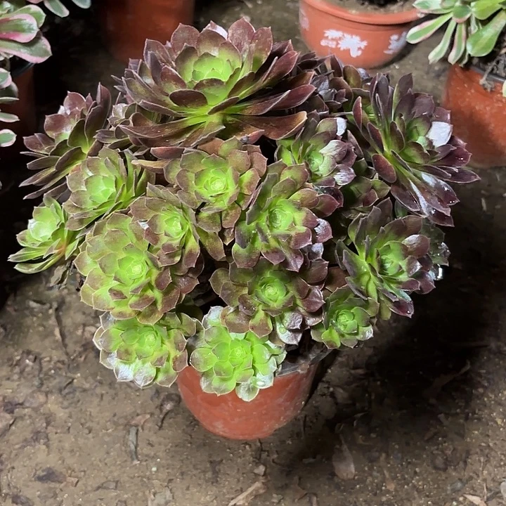 多肉植物赤焰莲46