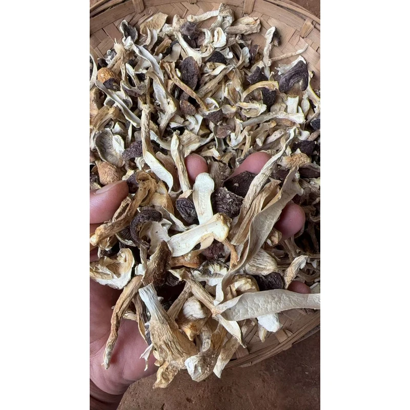 小蒲推荐  云南雪山松茸