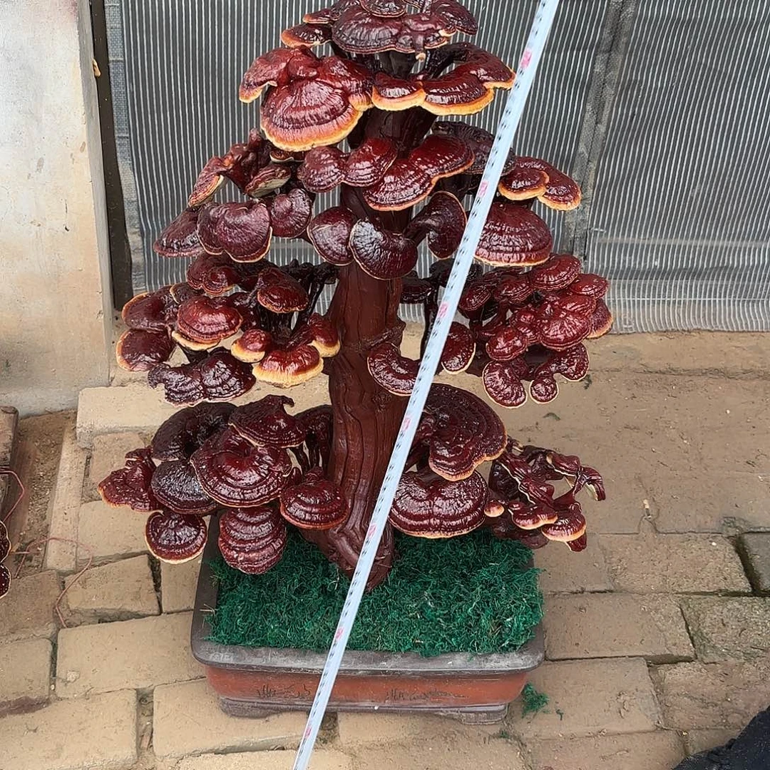 无花朵灵芝是我国著名植物