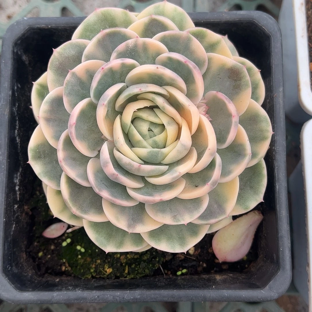 绿体昂斯诺彩锦 一物一拍