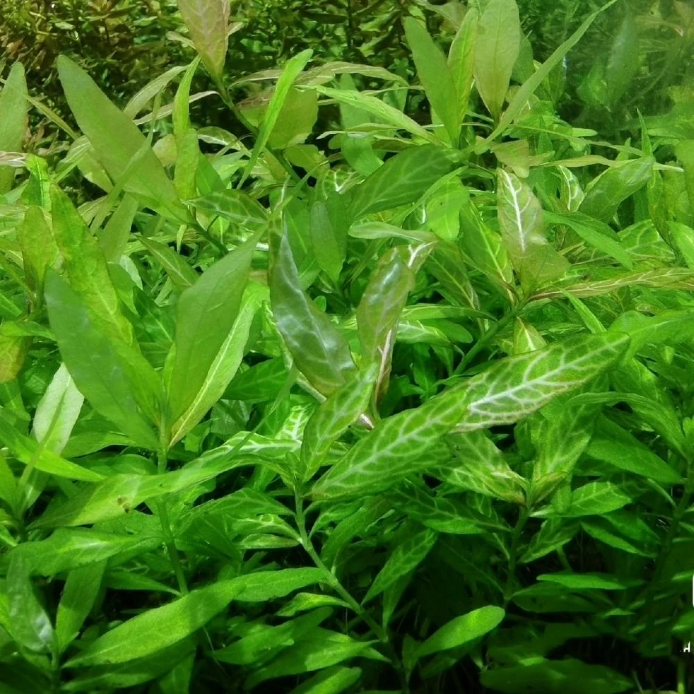 红丝青叶水草水下叶中后景无需底沙种植增氧净化水质鱼缸造景新手