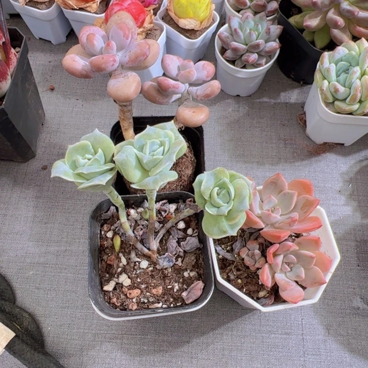 ୧****桃蛋两盆。粉红佳人 可爱玫瑰