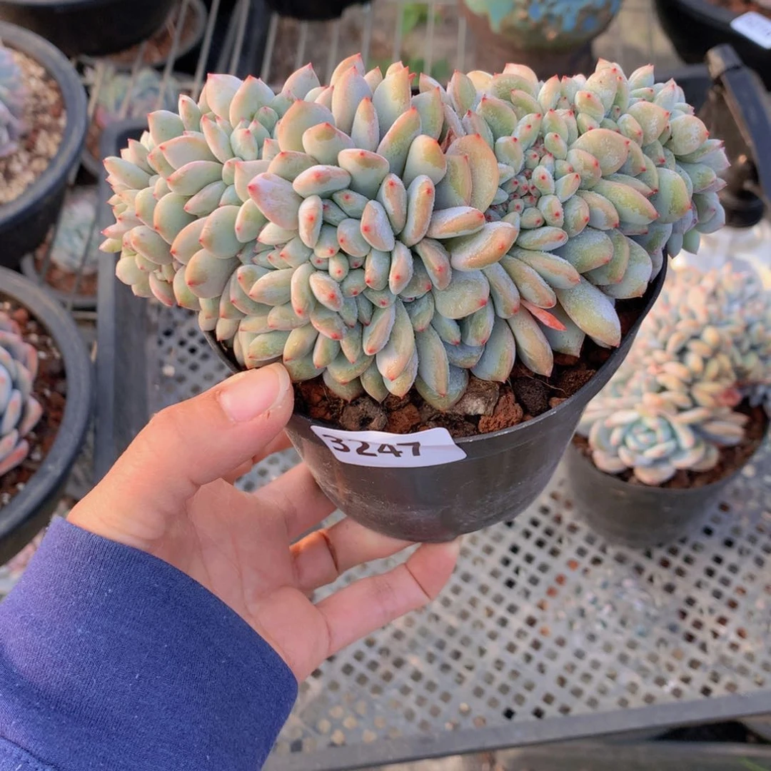 容*3247缀的一种生活的态度面对