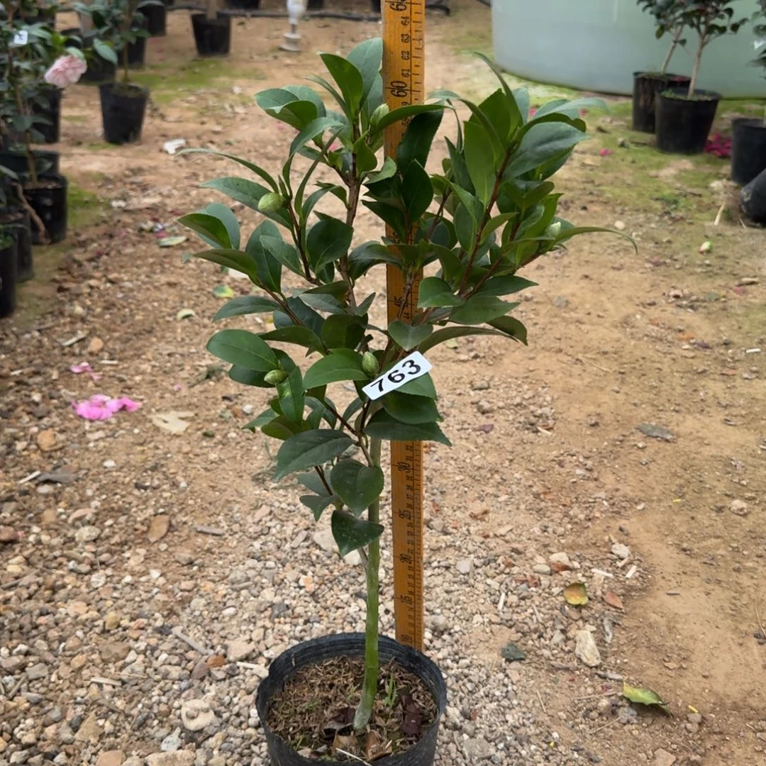 少量花朵（建议范围：2朵-5朵 或40%以下）763格蕾丝