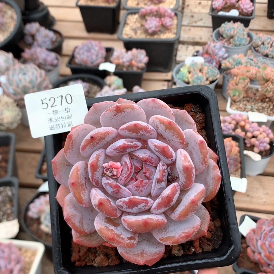 10.5厘米粉星影 溏心 5270