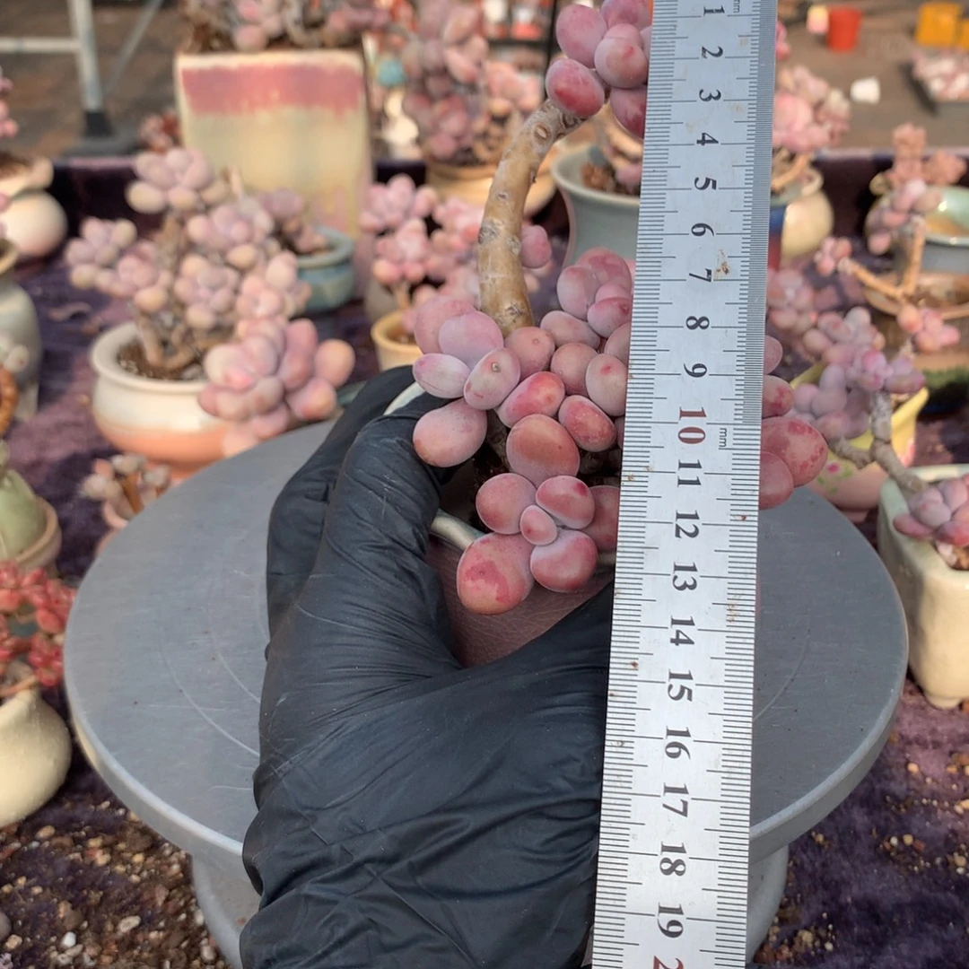 40号带盆偏远地区不包邮的