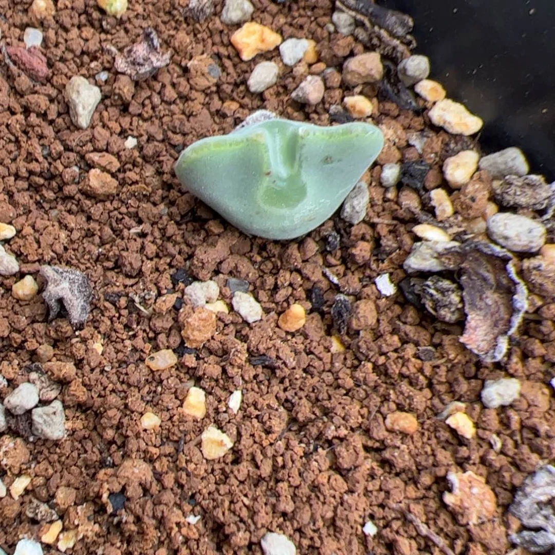 019号 空蝉 多肉植物