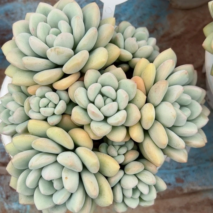 45泡泡平平安安健健康康