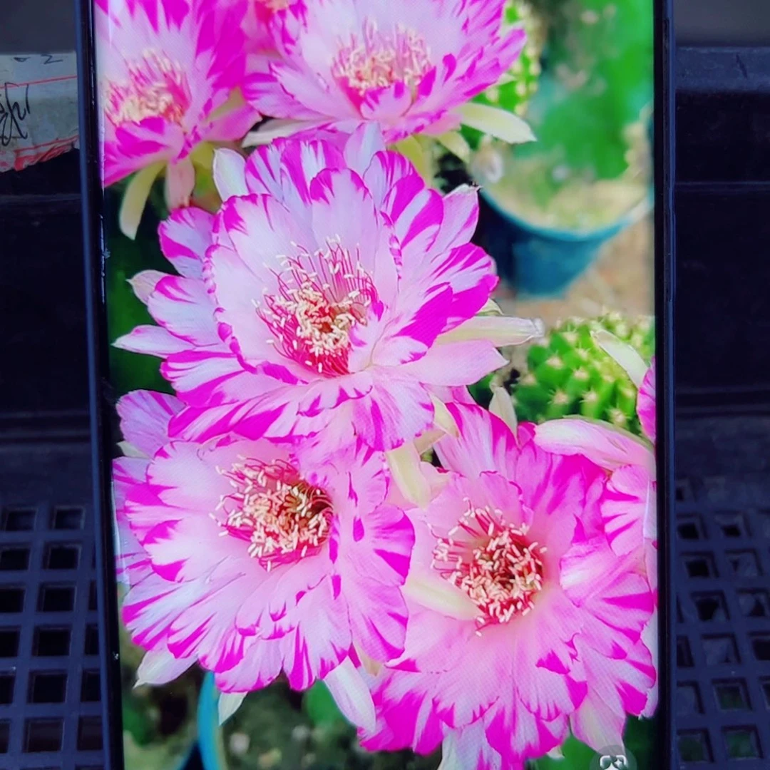 下37丽花妖蝶歪无根侧芽2一3公分左右20包邮