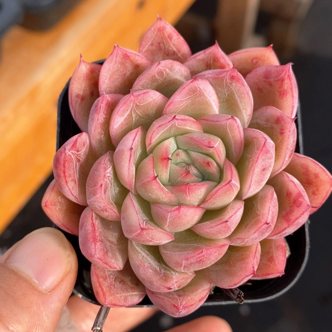 精品多肉一物一拍21