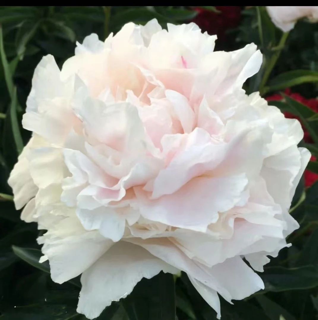 【我的爱】观赏性芍药 先发肥料 秋天发种苗