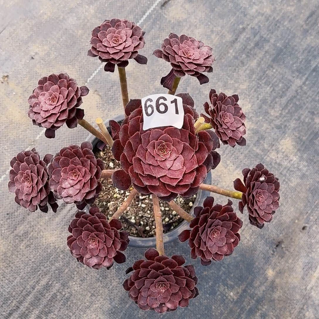 661黑铜壶半木质桩带土球