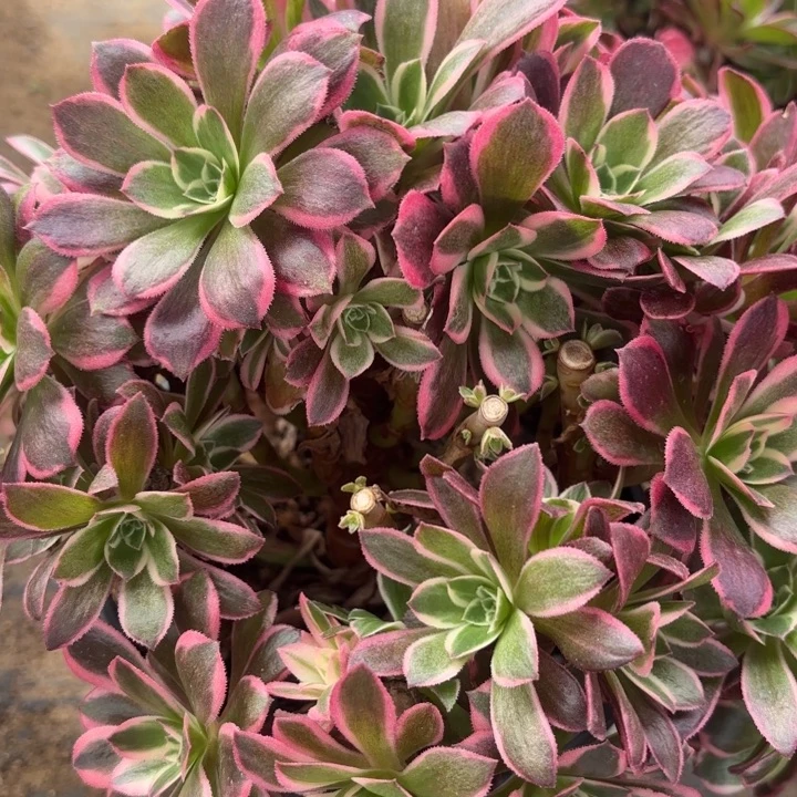 量拍一颗有砍母本皇后不包损49