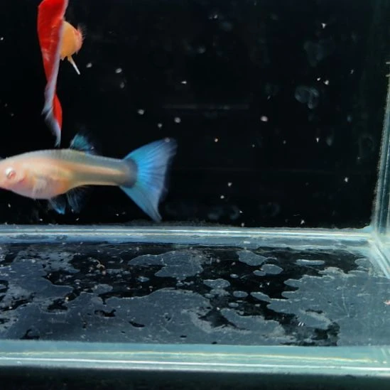 孔雀鱼火烧云一对