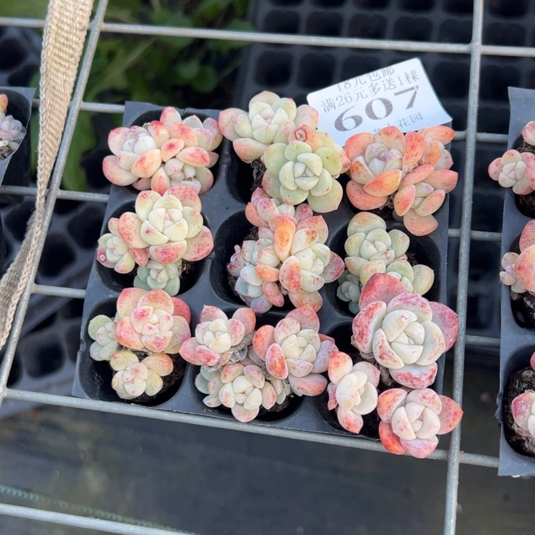 607号 冰玉群到手9颗 默认微瑕 不包整散不售后