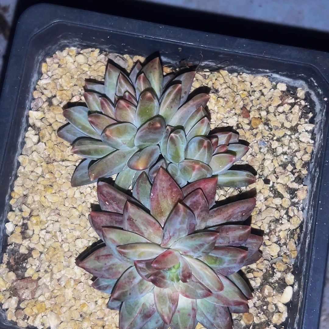 桔云多肉美人精品系列