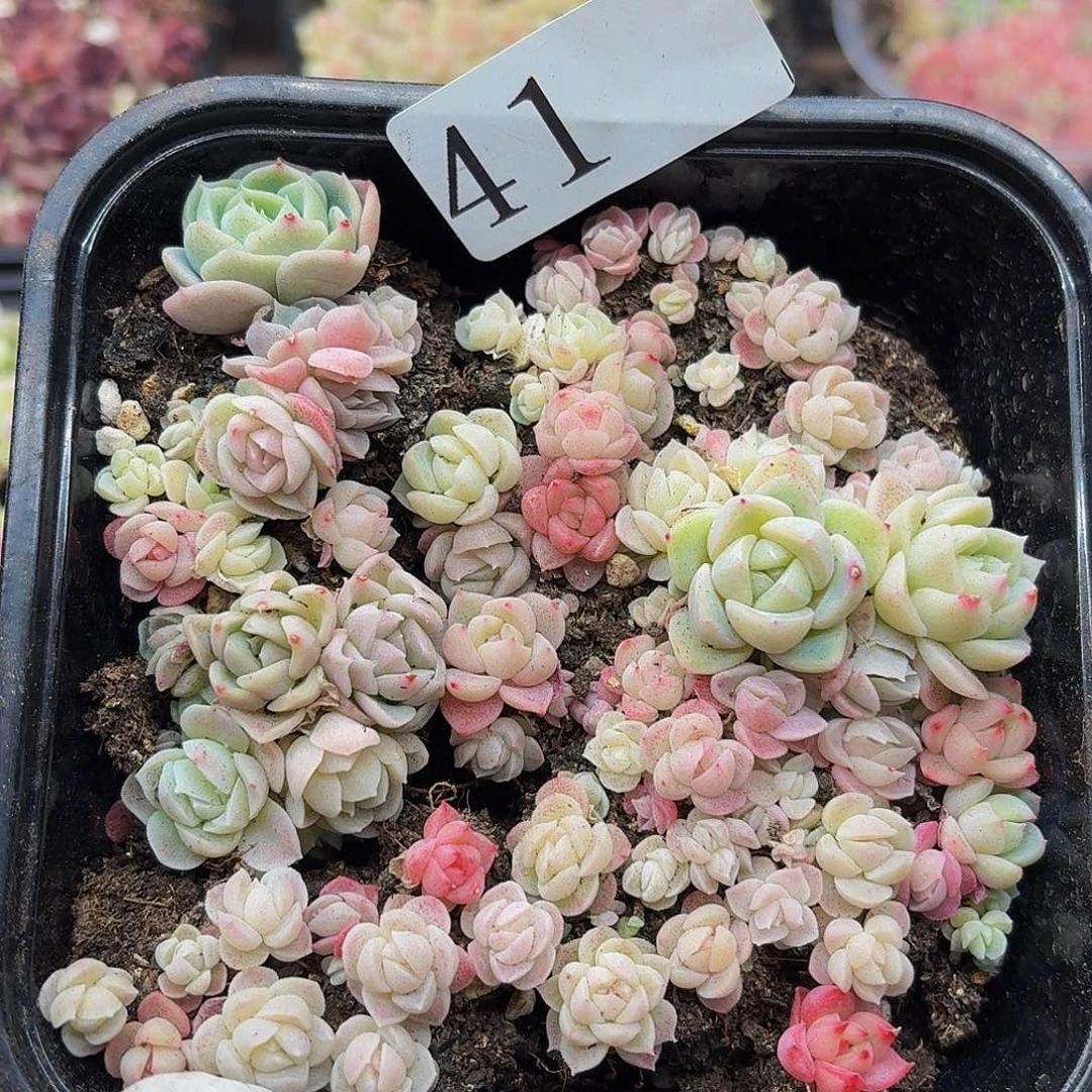 多肉植物多肉植物41