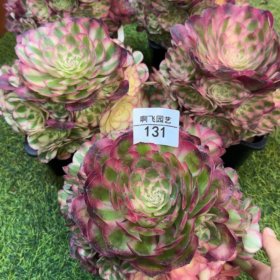 131多肉 绿体荔枝 福利 默认寄养