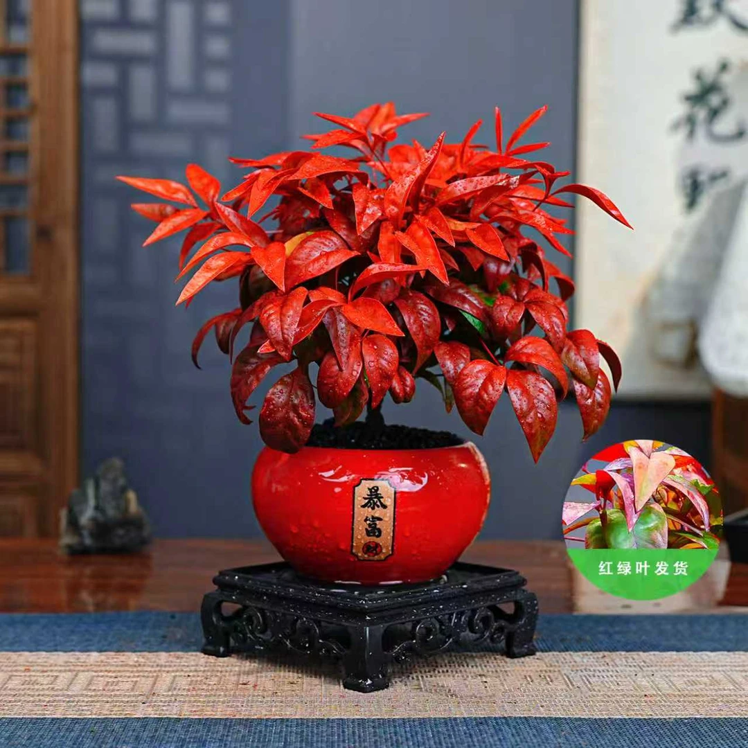 火焰南天竹盆栽红叶小盆景耐寒植物室内桌面好养观叶花卉四季绿植