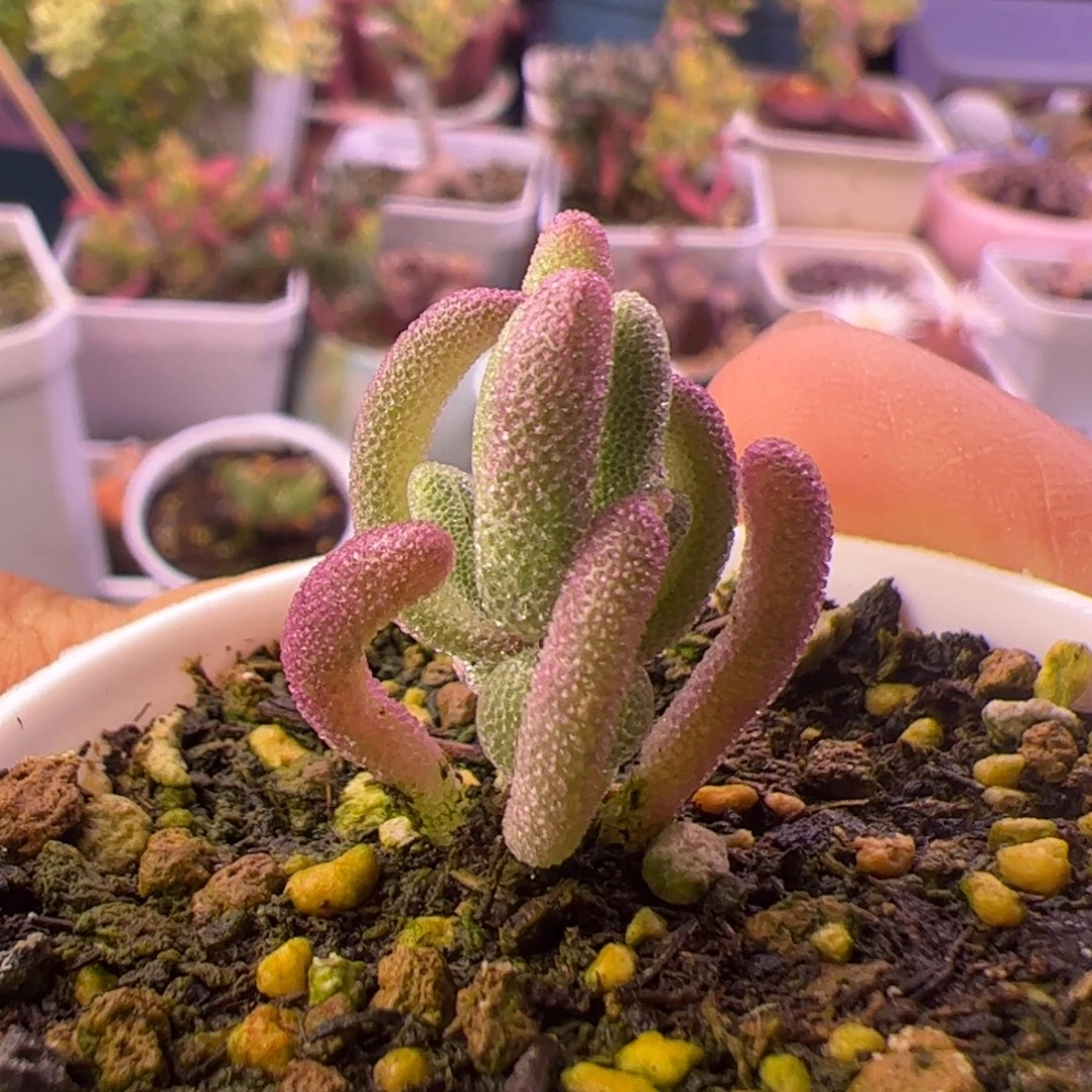 多肉植物枝干超紫