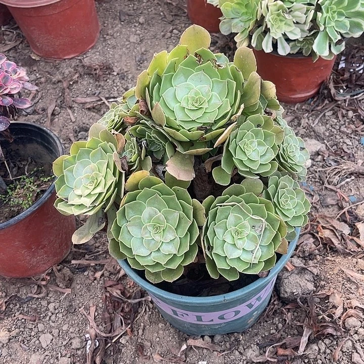 万胜节玫瑰玫瑰玫瑰