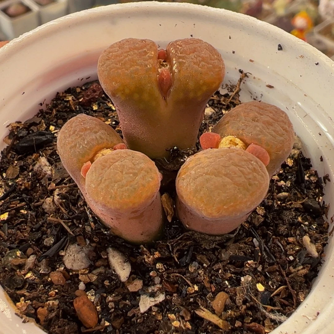 152多肉植物种类多样