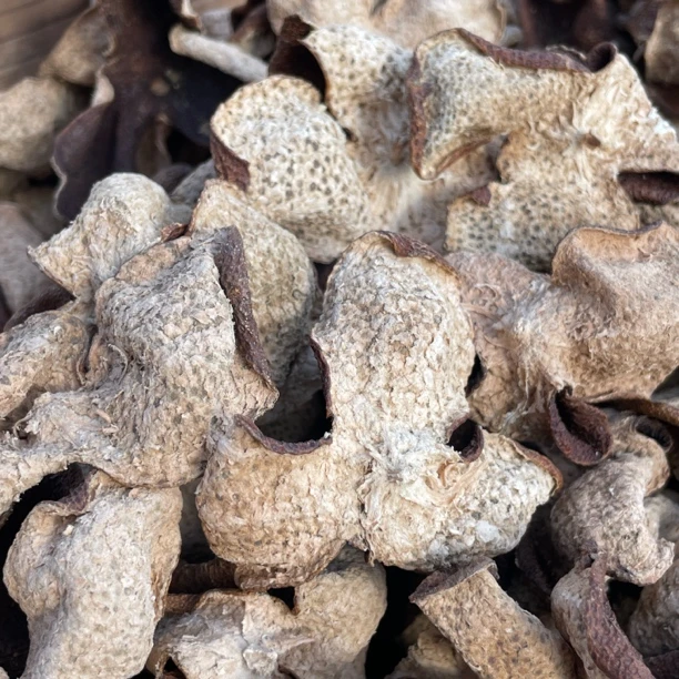 【值得收藏】2016年天马原枝大红老树13年老树大红整皮油皮仔樟香