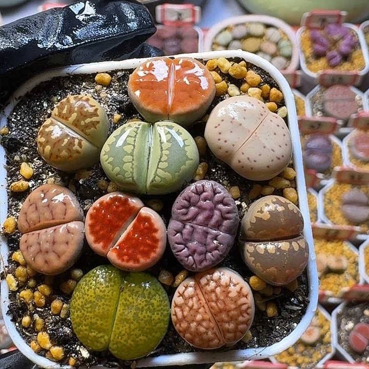 生石花2:：：。     11号