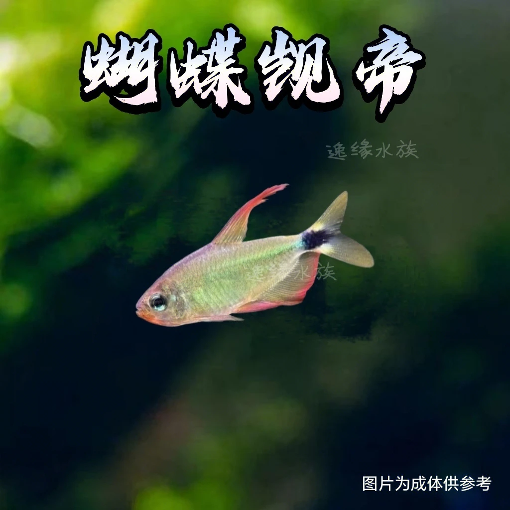 逸缘 蝴蝶凯蒂灯鱼南美热带观赏鱼小型草缸群游活体淡水鱼