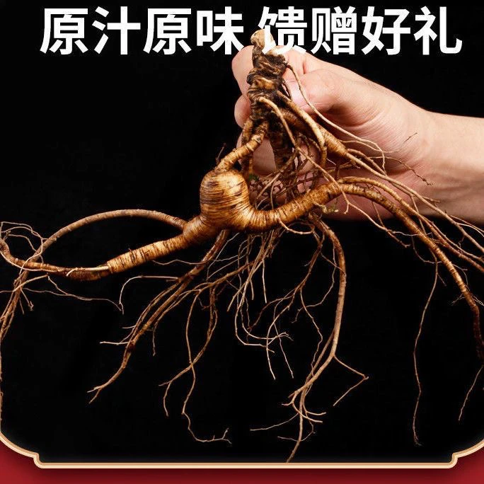 【小茹专属】改价链接新鲜林下人参带土人参果肉紧实送种子