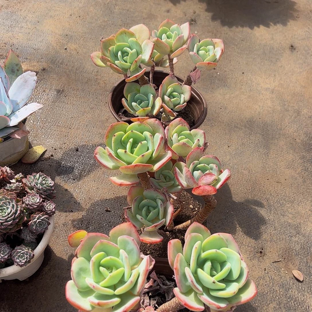 白月光多头群生老桩特价