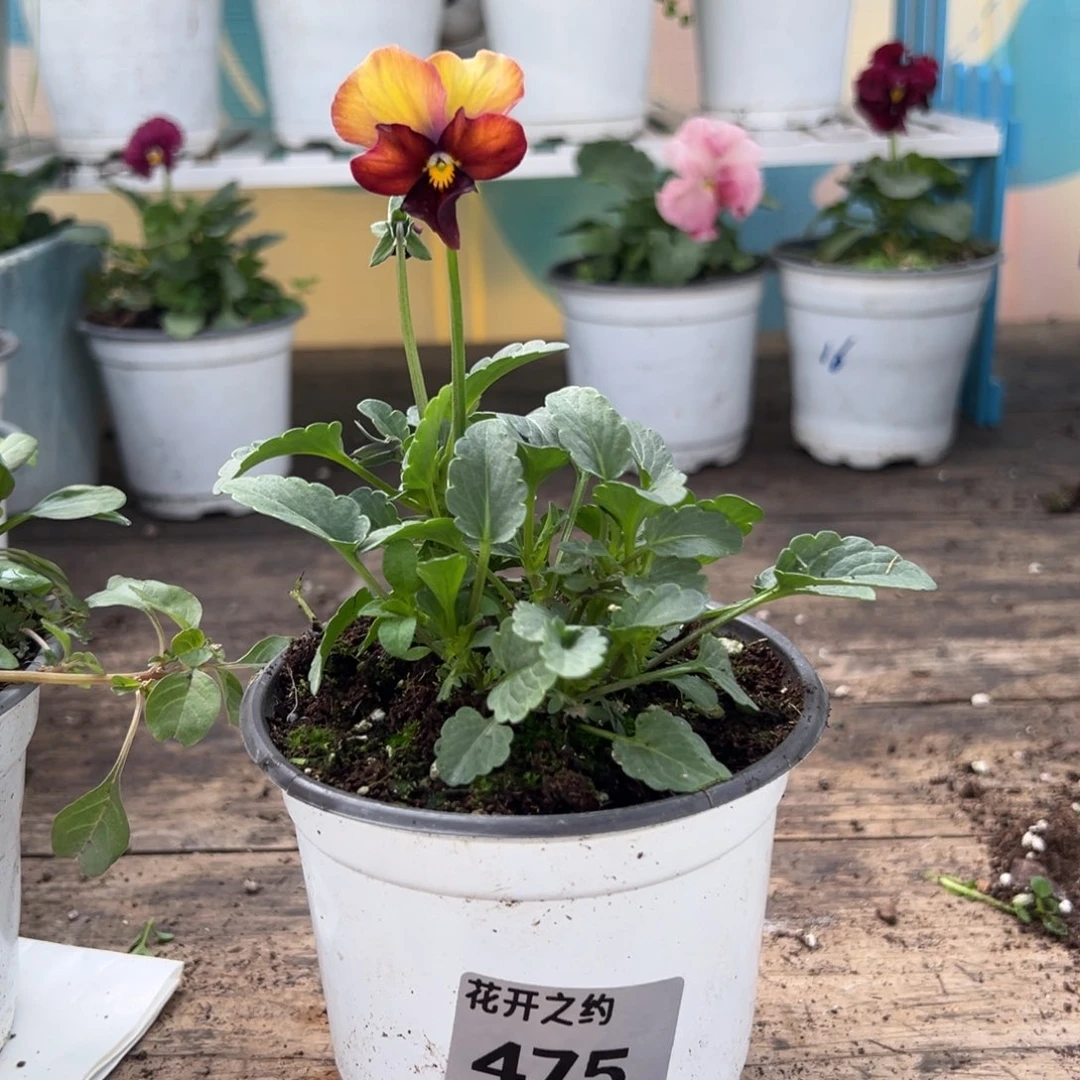 【闪购商品】完全开放475号