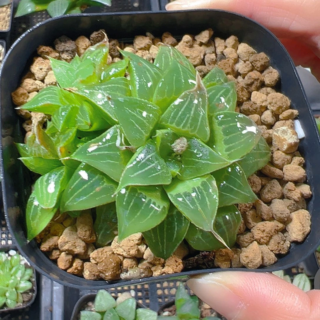 葫芦寿多肉多肉多肉多肉