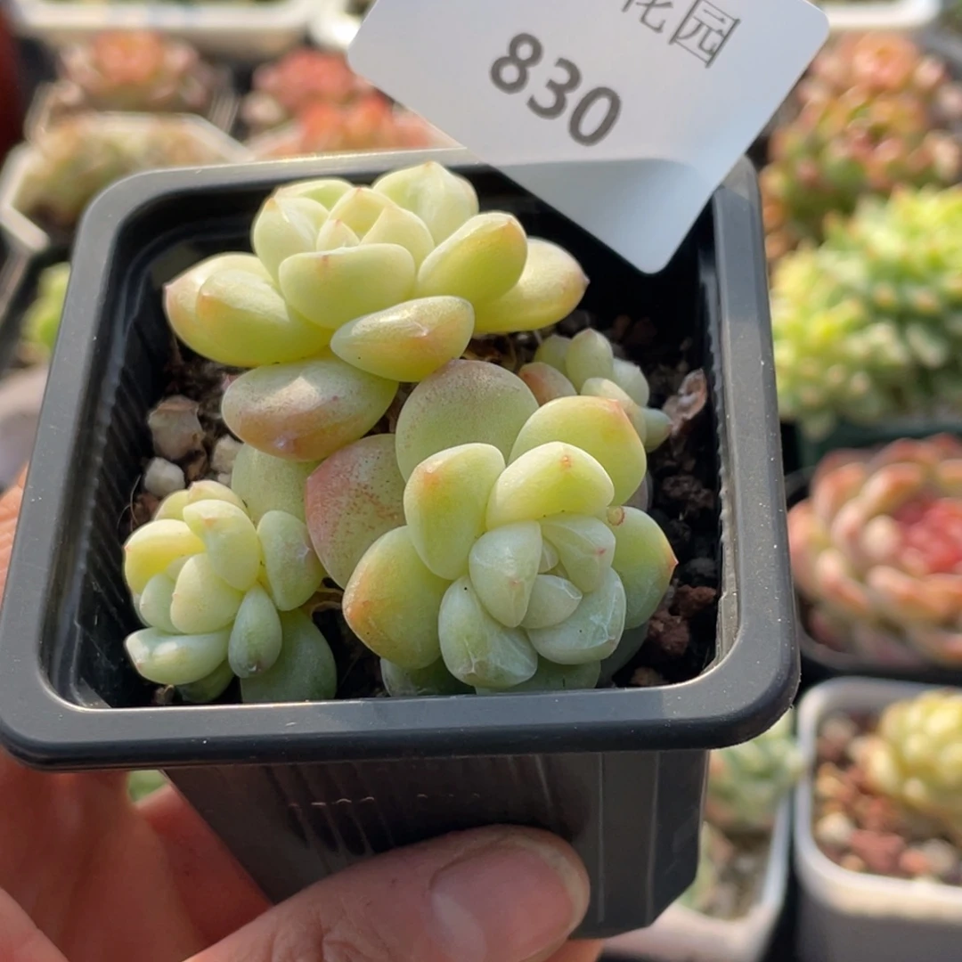 830号糖心冰心珍妮 冰玉
