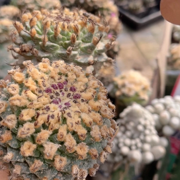 波***波椒粒两个仙人球开花