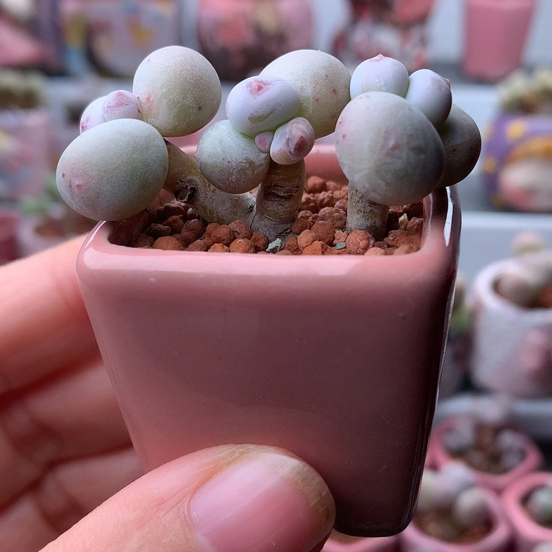 鸡蛋奶酪带盆发货