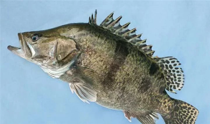 吉林松原野生鳌花鱼