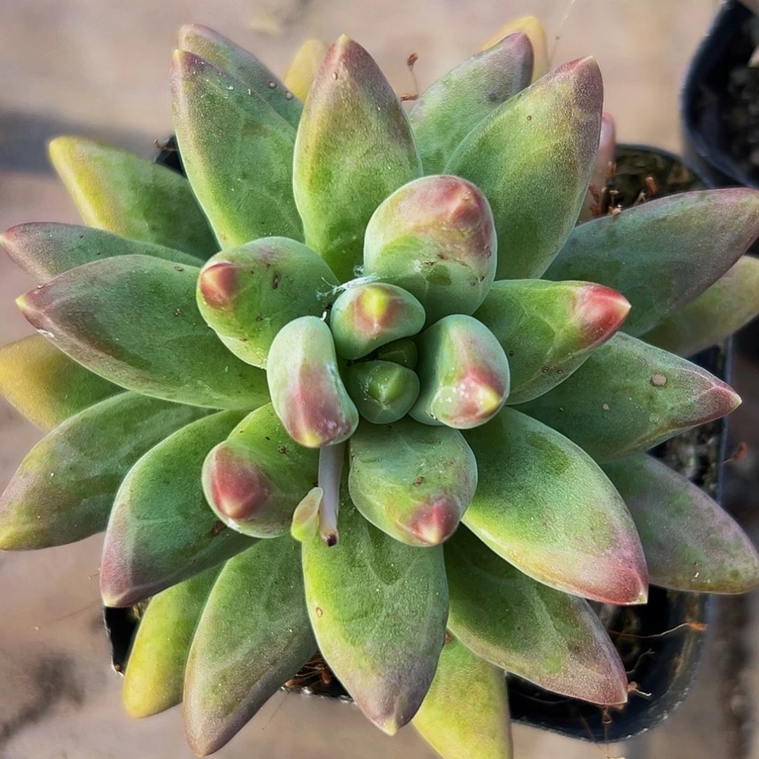 桔云多肉美人精品系列