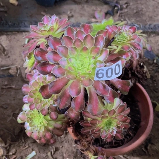 花***君多肉植物一个法师