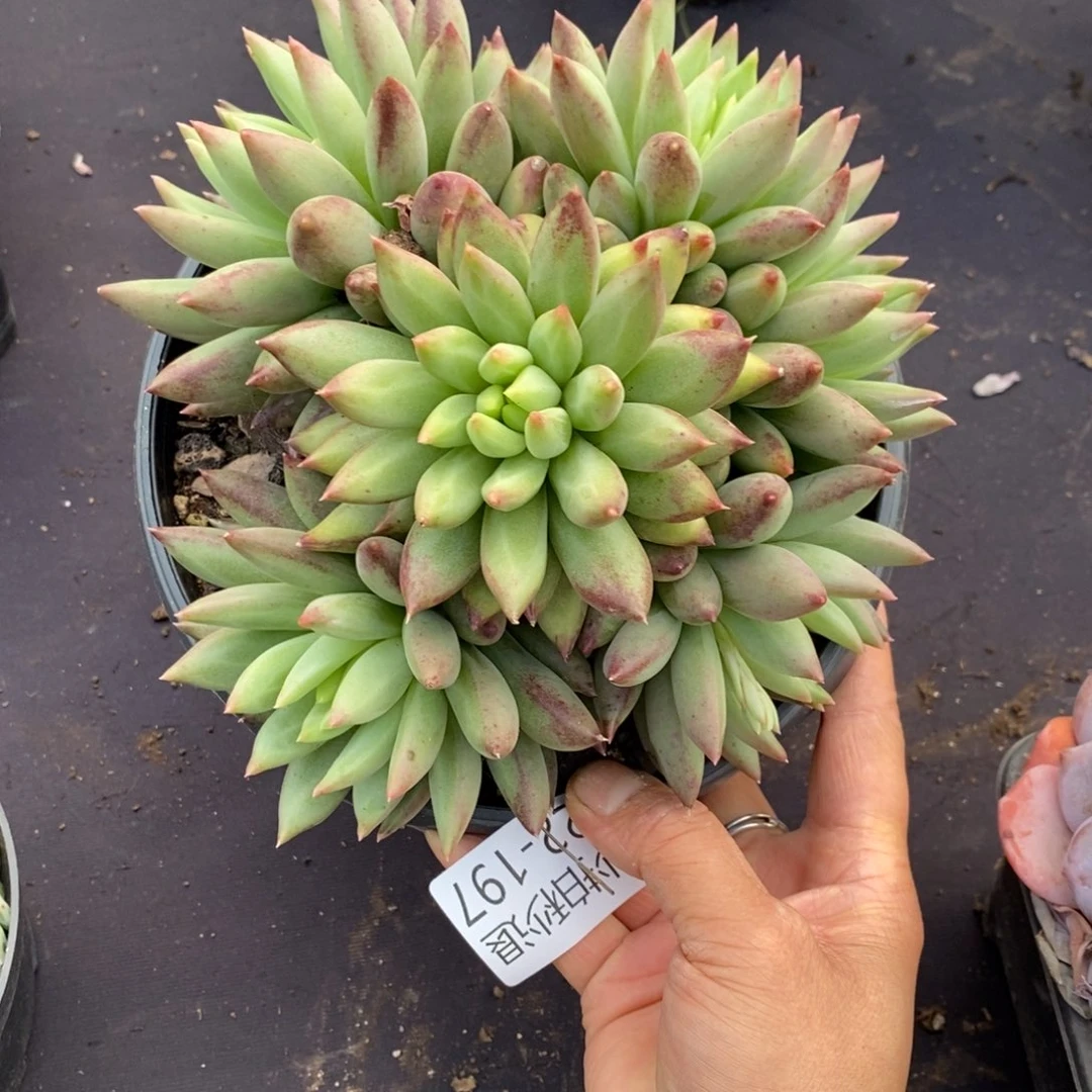 两单包邮1122-197虞美人