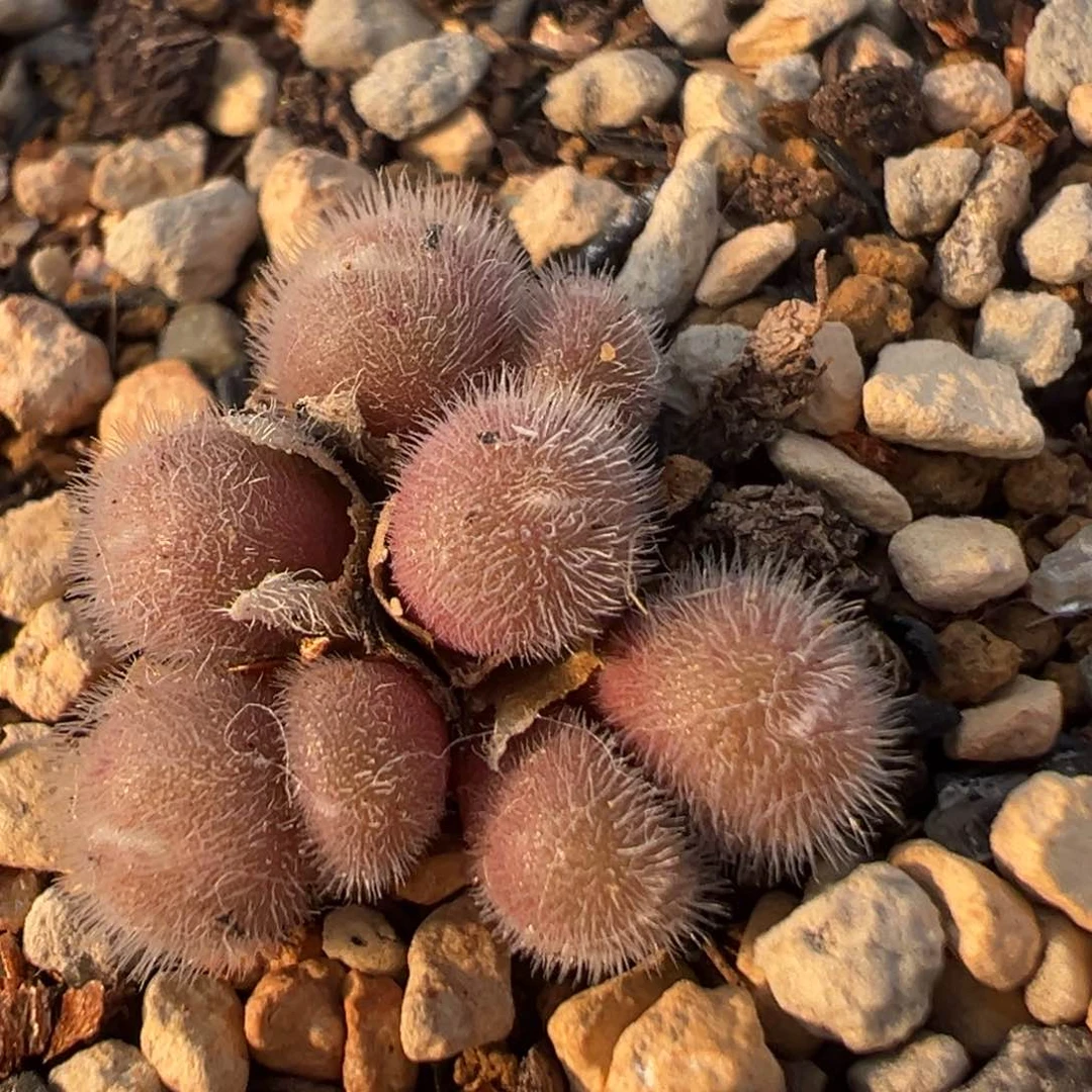 12多肉植物百科知识
