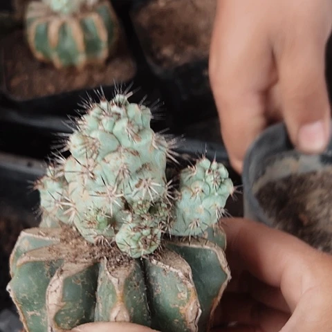 当前无花栽培后可以开花108仙人球