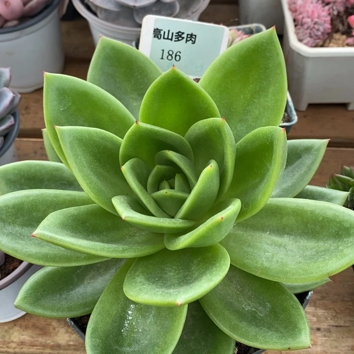 D186- 直播福利 翠花