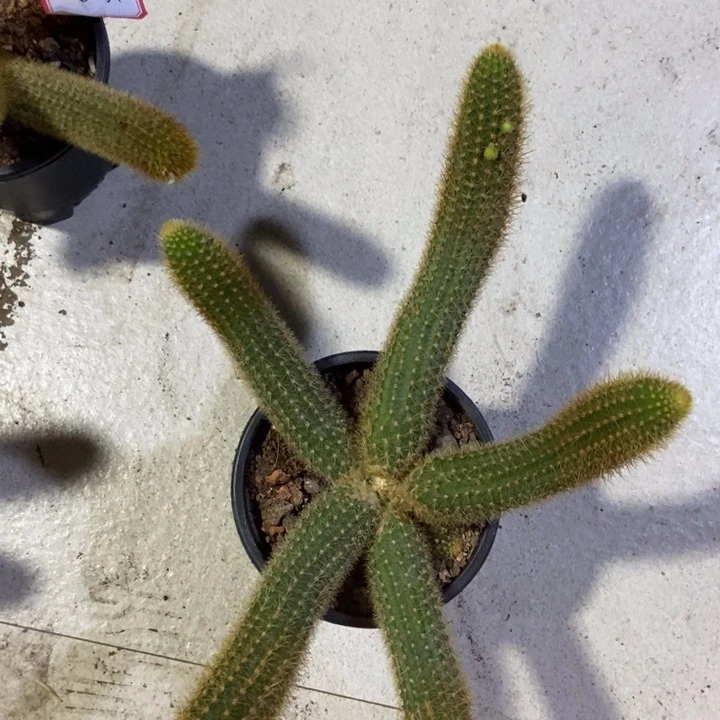 紫***花仙人球双色金妞一物一拍