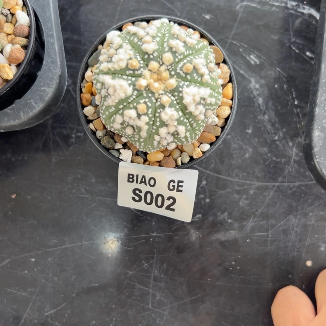 最***～S002号兜10.1仙人球