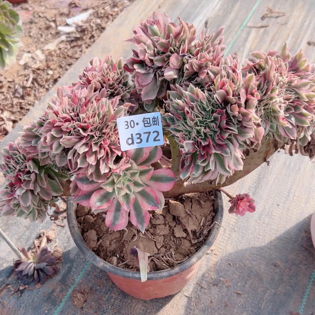 372女巫缀多肉法师