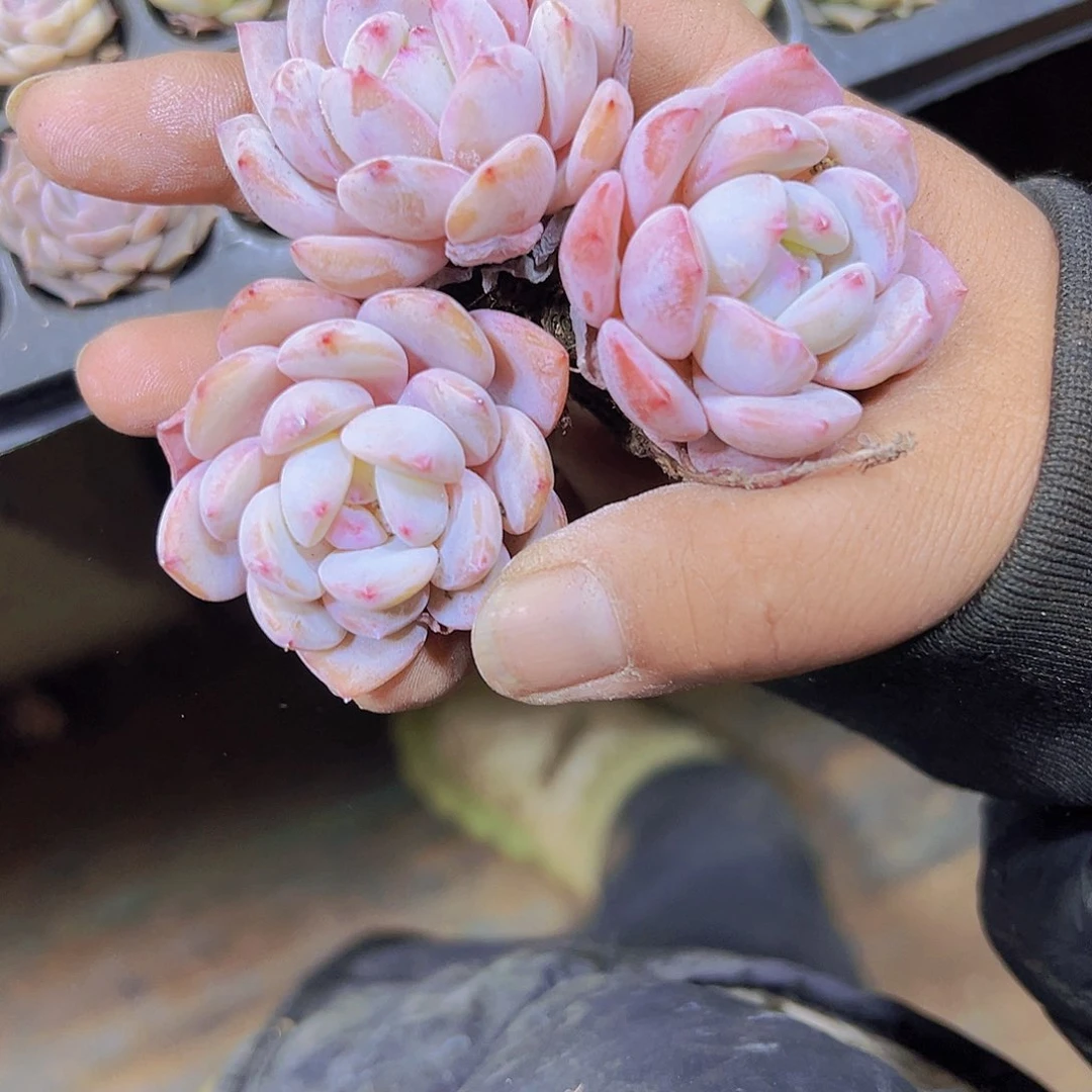 72孔粉橙3个19包邮